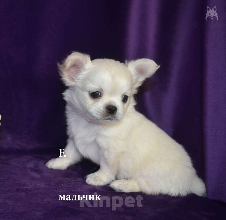 Собаки в Санкт-Петербурге: мальчик Мальчик, 30 000 руб. - фото 1