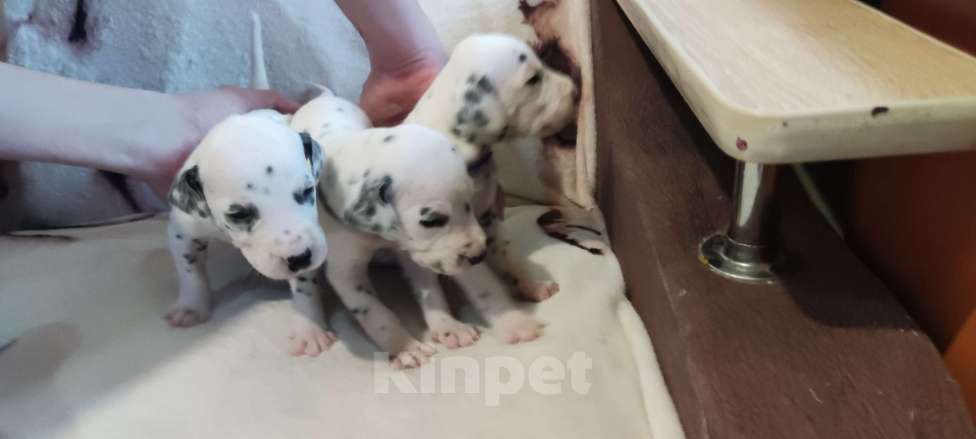 Собаки в Магнитогорске: Щенки Далматин Мальчик, 13 000 руб. - фото 2