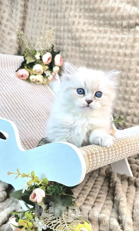 Кошки в Москве: Bonifaciy порода Невская Маскарадная Мальчик, Бесплатно - фото 6