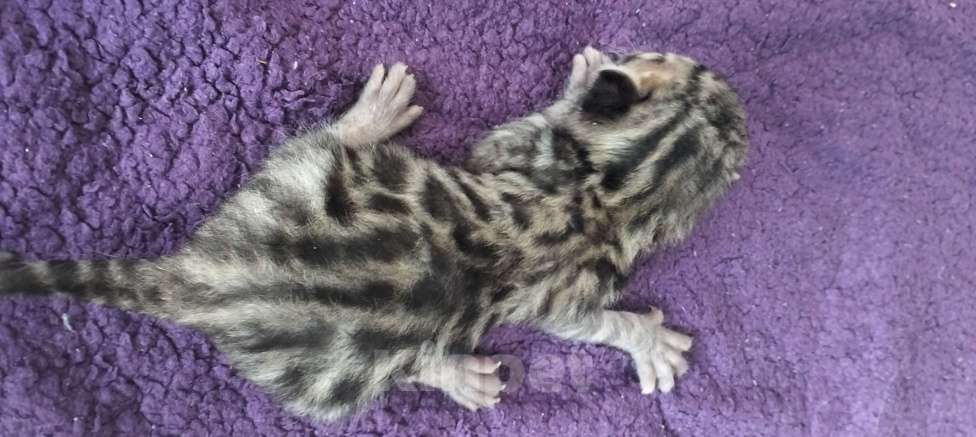 Кошки в Самаре: Продаю чистокровных бенгалов Мальчик, 25 000 руб. - фото 2