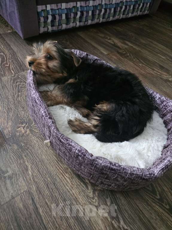 Собаки в Владимире: Щенок йоркширского терьера Мальчик, 16 000 руб. - фото 4