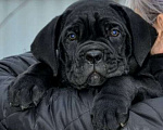 Собаки в Симферополе: Продажа щенков КАНЕ-КОРСО Девочка, 20 000 руб. - фото 4