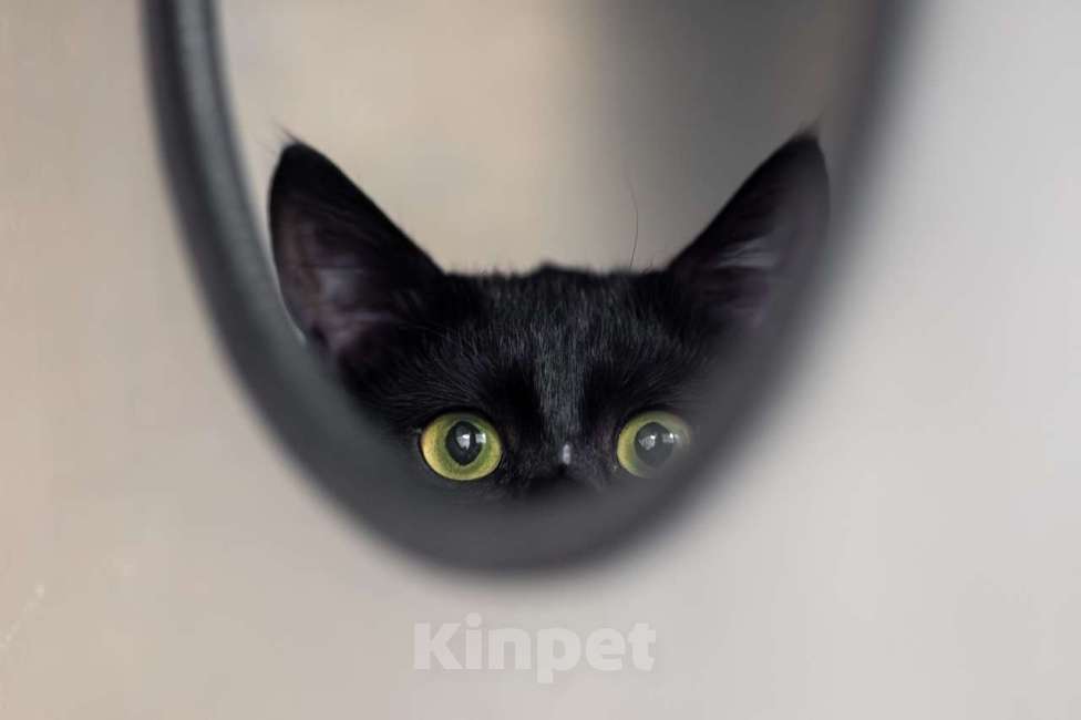 Кошки в Москве: Мистер Котлета Мальчик, Бесплатно - фото 4