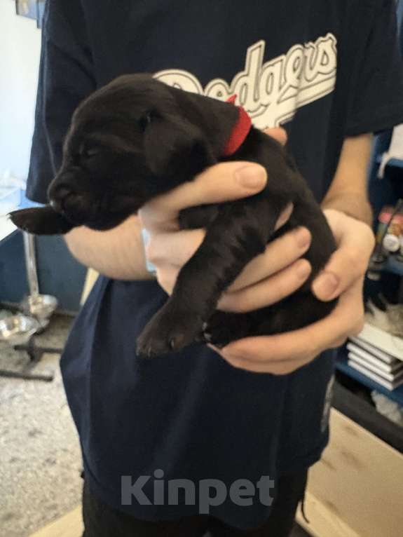 Собаки в Москве: Бронируем щенков прямошерстного ретривера флэт Девочка, 75 000 руб. - фото 1