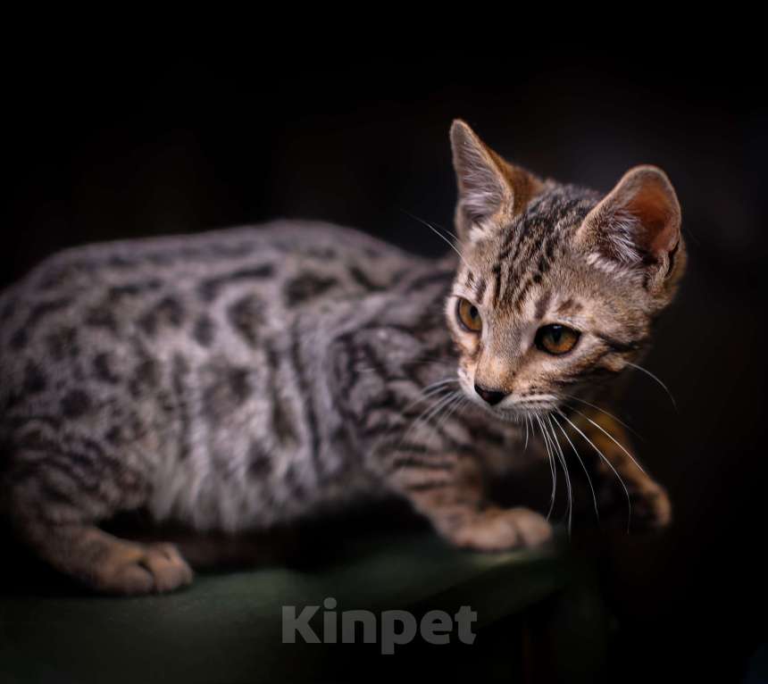 Кошки в Москве: Бенгальский котенок золото Мальчик, Бесплатно - фото 2