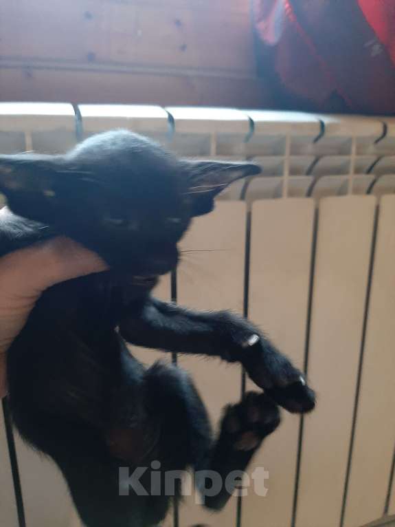 Кошки в других городах Московской области: Котики Мальчик, 25 000 руб. - фото 6