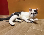 Кошки в Москве: Молодой! Игривый! Красивый! Мальчик, Бесплатно - фото 2