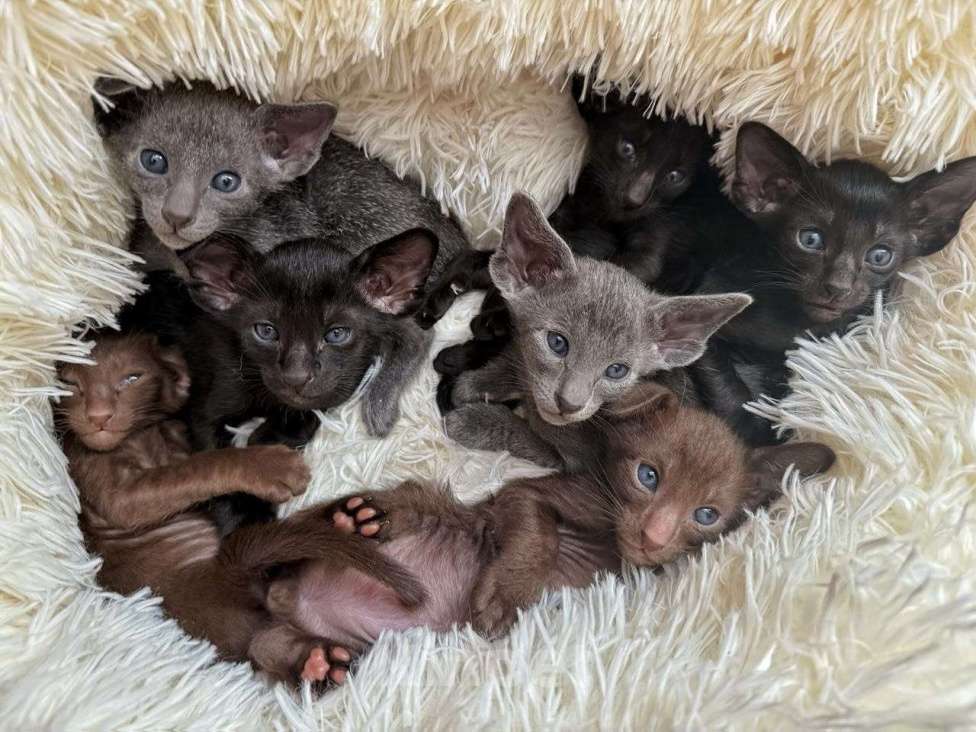 Кошки в Михайлове: Ориентальные котята Девочка, 25 000 руб. - фото 1