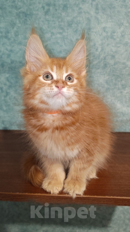 Кошки в Саратове: Мейн кун девочка Девочка, 60 000 руб. - фото 9