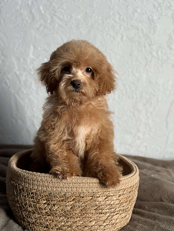 Девочка мини, доставка