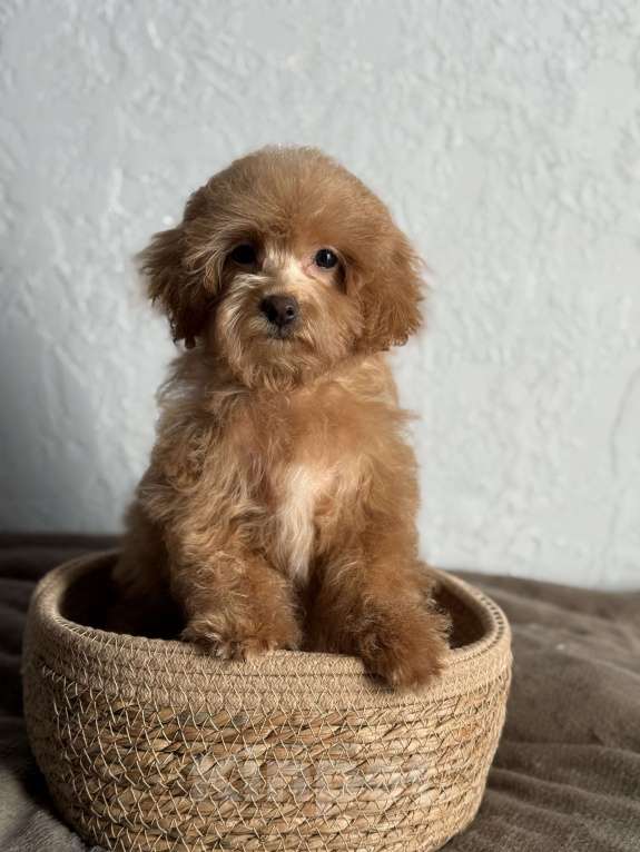 Собаки в Новосибирске: Девочка мини, доставка Девочка, 120 000 руб. - фото 1