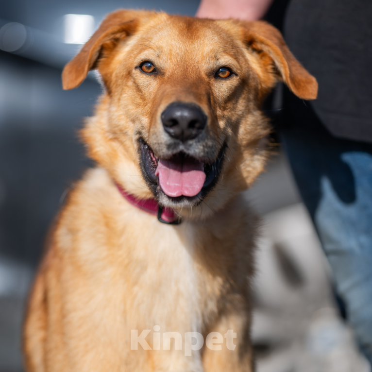 Собаки в Москве: Рик Мальчик, Бесплатно - фото 3