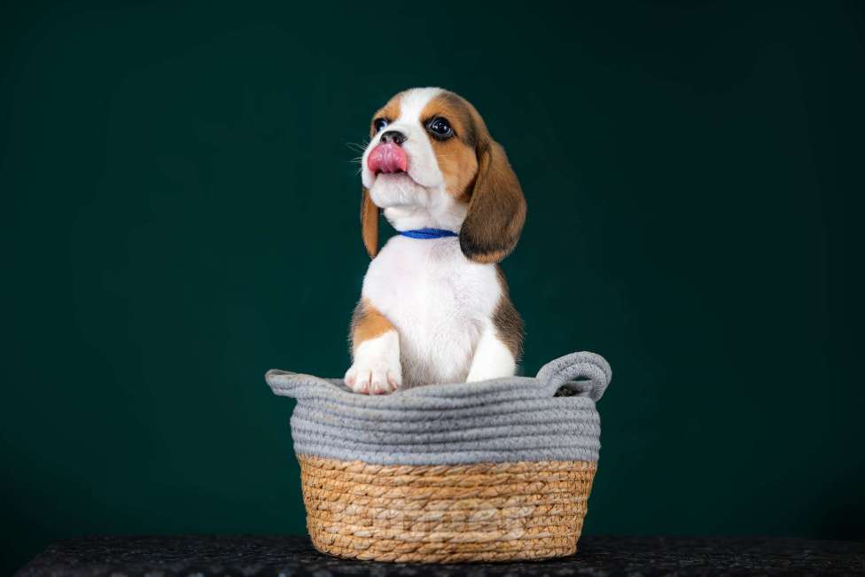 Собаки в Москве: Щенки Бигля питомник РКФ Мальчик, 60 000 руб. - фото 7