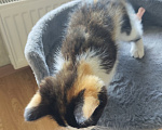 Кошки в Санкт-Петербурге: Котенок в добрые руки Девочка, Бесплатно - фото 5