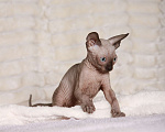 Кошки в других городах Московской области: Продаю котят канадского сфинкса Мальчик, 25 000 руб. - фото 5
