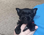 Собаки в Москве: Щенок-мальчик йорка окраса чёрный жемчуг Мальчик, 30 000 руб. - фото 1