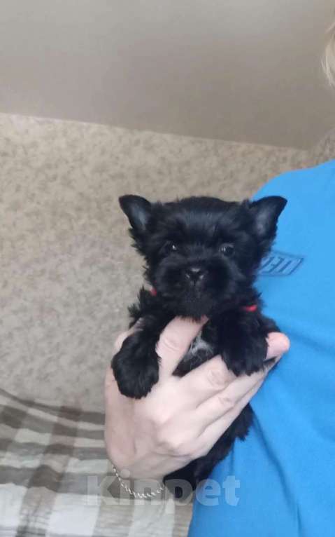 Собаки в Москве: Щенок-мальчик йорка окраса чёрный жемчуг Мальчик, 30 000 руб. - фото 1