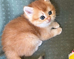 Кошки в Москве: Золотая шиншилла девочка Солнышко Девочка, 30 000 руб. - фото 3