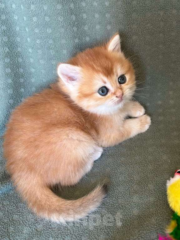 Кошки в Москве: Золотая шиншилла девочка Солнышко Девочка, 30 000 руб. - фото 3