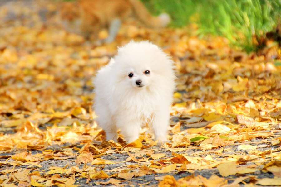 Собаки в Москве: щенок померанского шпица белого окраса Мальчик, 45 000 руб. - фото 4