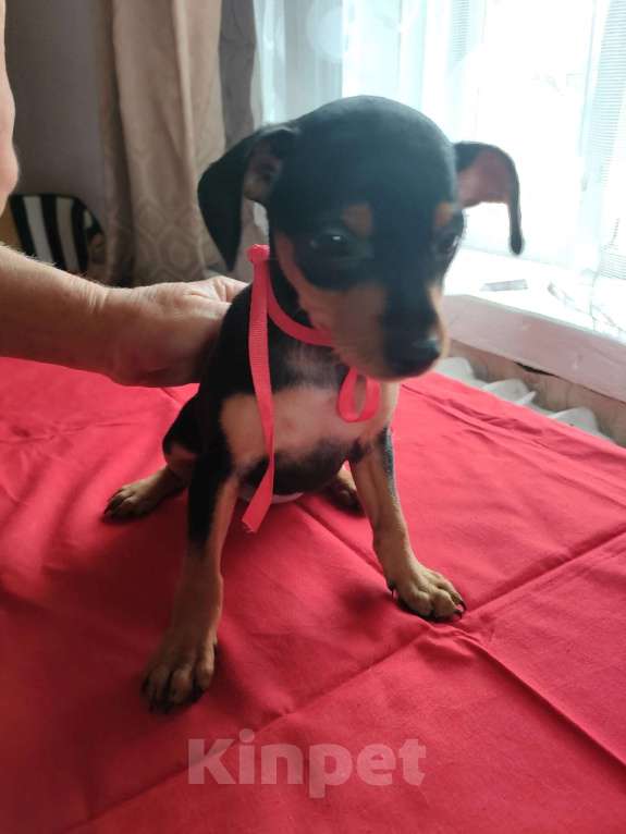 Собаки в Клинцах: Щенок цвергпинчера  Девочка, 15 000 руб. - фото 3