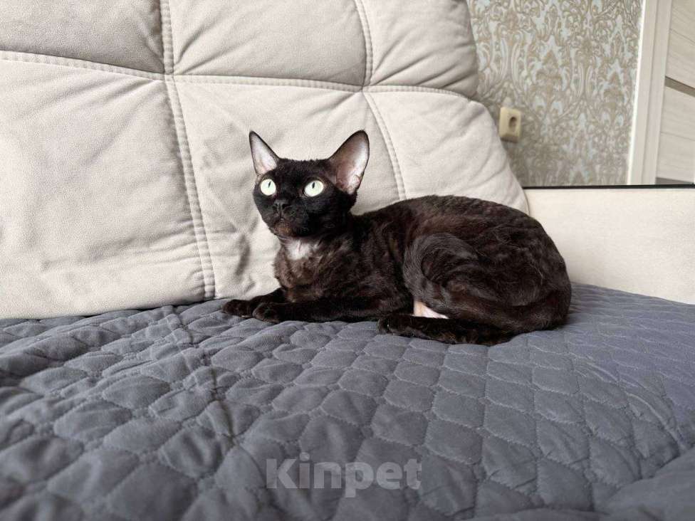 Кошки в Воронеже: В добрые руки Девочка, 5 руб. - фото 1