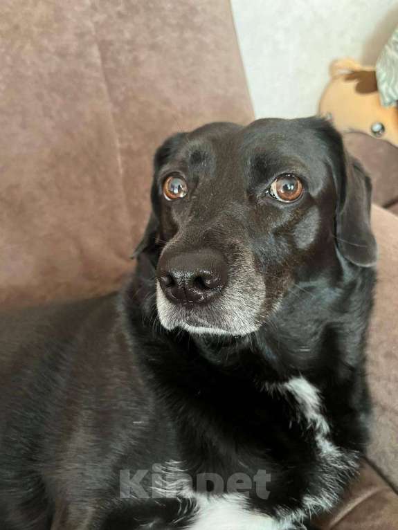 Собаки в Москве: Олли найдись!  Девочка, 100 000 руб. - фото 4