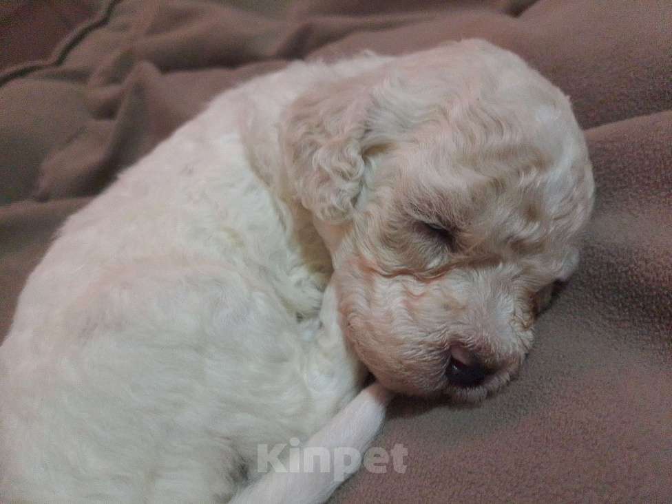 Собаки в Москве: Щенки малого пуделя Девочка, 65 000 руб. - фото 7