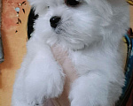 Собаки в Улане-Удэ: Мальтезе малыши Девочка, Бесплатно - фото 2