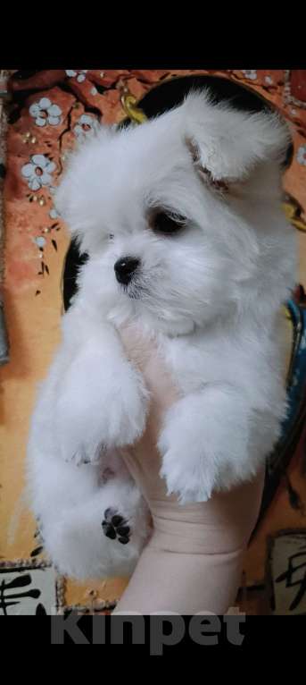 Собаки в Улане-Удэ: Мальтезе малыши Девочка, Бесплатно - фото 2