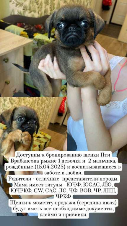 Собаки в Самаре: Щенки пти брабансона Мальчик, 40 000 руб. - фото 3