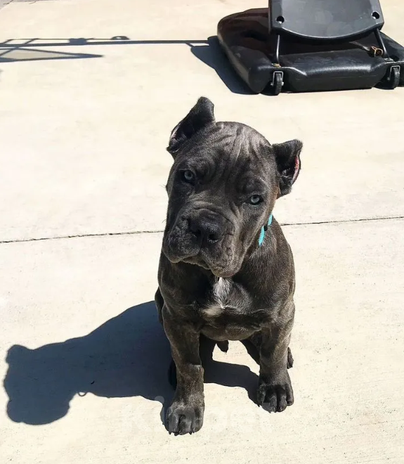 Собаки в Краснодаре: щенки кане корсо от топ питомника Девочка, 200 000 руб. - фото 5