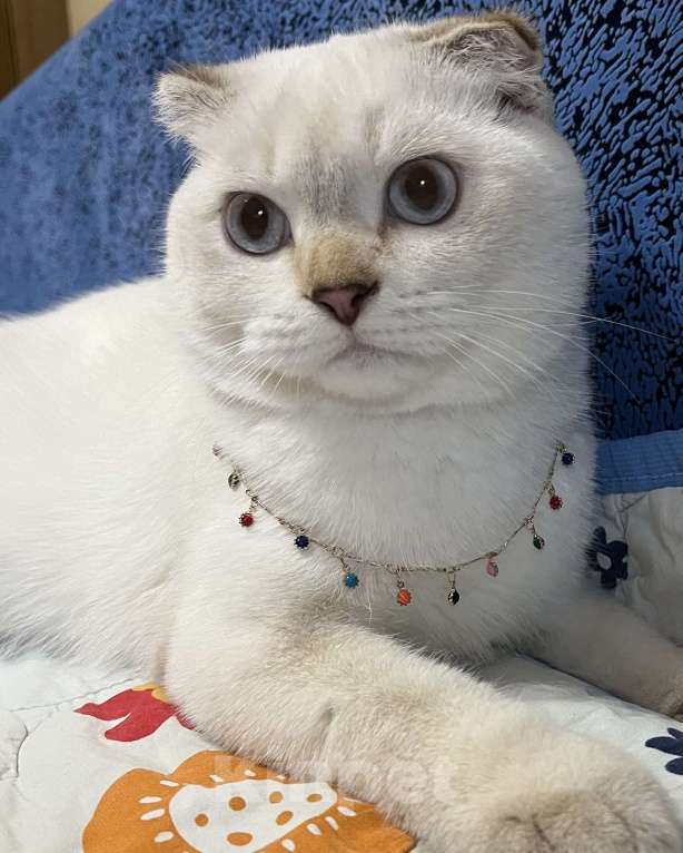 Кошки в Ростове-на-Дону: Продается шотландский вислоухий котик  Мальчик, 20 000 руб. - фото 3