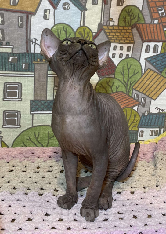 Кошки в Москве: Гетсби-огнищенский парень Мальчик, 45 000 руб. - фото 7