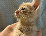 Кошки в Ульяновске: котята ищут самый лучший дом и любящих хозяев! Мальчик, Бесплатно - фото 1