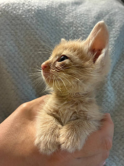 котята ищут самый лучший дом и любящих хозяев!
