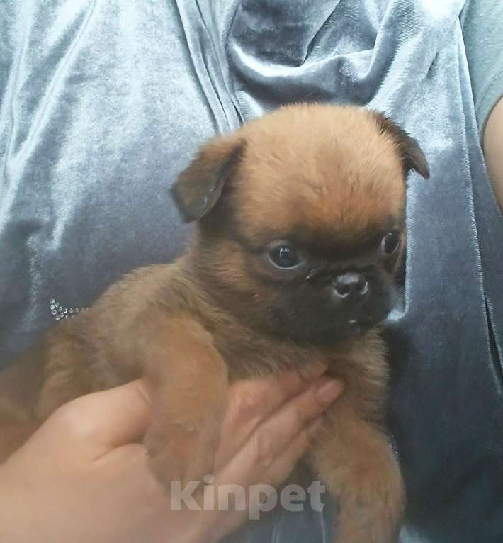 Собаки в Москве: Девочка пти-брабансон Девочка, 50 000 руб. - фото 2