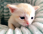 Кошки в Ростове-на-Дону: Котик европейской Бурмы Мальчик, Бесплатно - фото 1