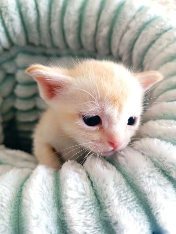 Кошки в Ростове-на-Дону: Котик европейской Бурмы Мальчик, Бесплатно - фото 1