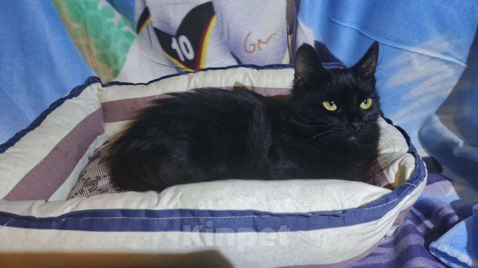 Кошки в Санкт-Петербурге: Ночка  Девочка, Бесплатно - фото 3