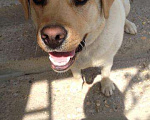 Собаки в Ессентуках: Кабель для Вязки, Бесплатно - фото 1