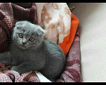 Кошки в Заречном: Крошечка, 5 500 руб. - фото 1