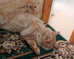 Кошки в Малмыже: Мейн-кун, 2 000 руб. - фото 4