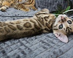 Кошки в Мелеузе: Бенгальские котята чистокровные, 30 000 руб. - фото 1