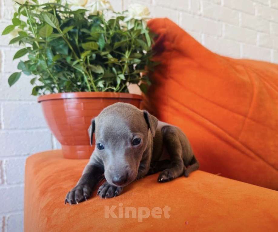 Собаки в других городах Тульской области: Левретка Мальчик, 100 000 руб. - фото 1