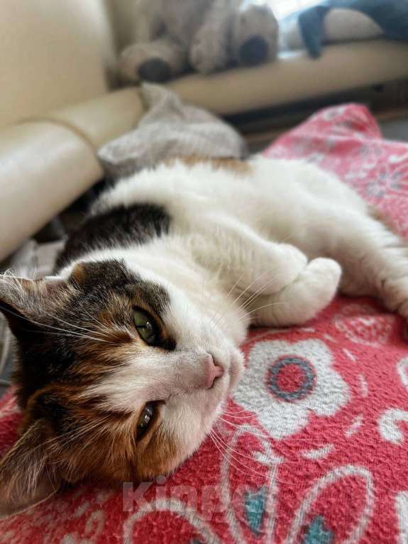 Кошки в других городах Московской области: Кошка Анфиса, примерно 3 года Девочка, Бесплатно - фото 5