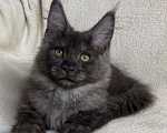 Кошки в Дмитрове: Черная дымчатая девочка мейн кун Vlasta Девочка, 40 000 руб. - фото 2
