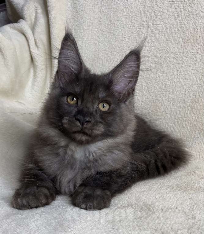 Кошки в Дмитрове: Черная дымчатая девочка мейн кун Vlasta Девочка, 40 000 руб. - фото 2