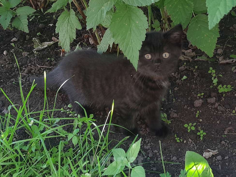 Кошки в других городах Новосибирской области: котёнок в добрые руки! Мальчик, Бесплатно - фото 3