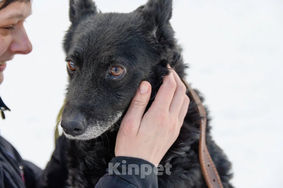Собаки в Москве: Дина Девочка, Бесплатно - фото 2